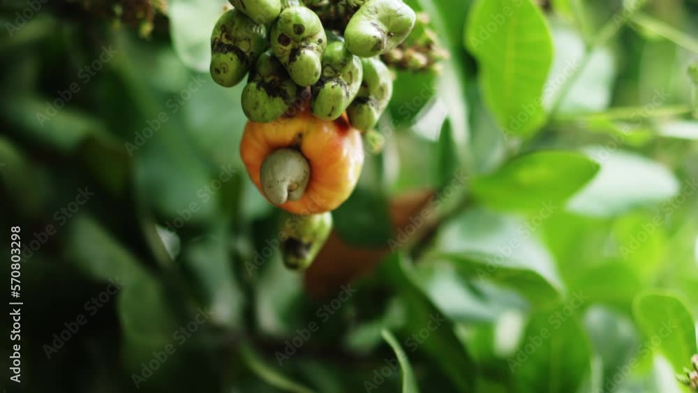 farmer harvests ripe Cashew Harvest farmer harvests ripe Cashew Harvest
