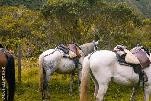 Caballos listos para cabalgar, monturas y animales en el campo.  © Arnold