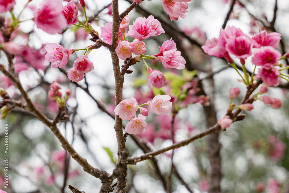 沖縄で日本一早く開花するピンク色の寒緋桜の花 沖縄で日本一早く開花するピンク色の寒緋桜の花