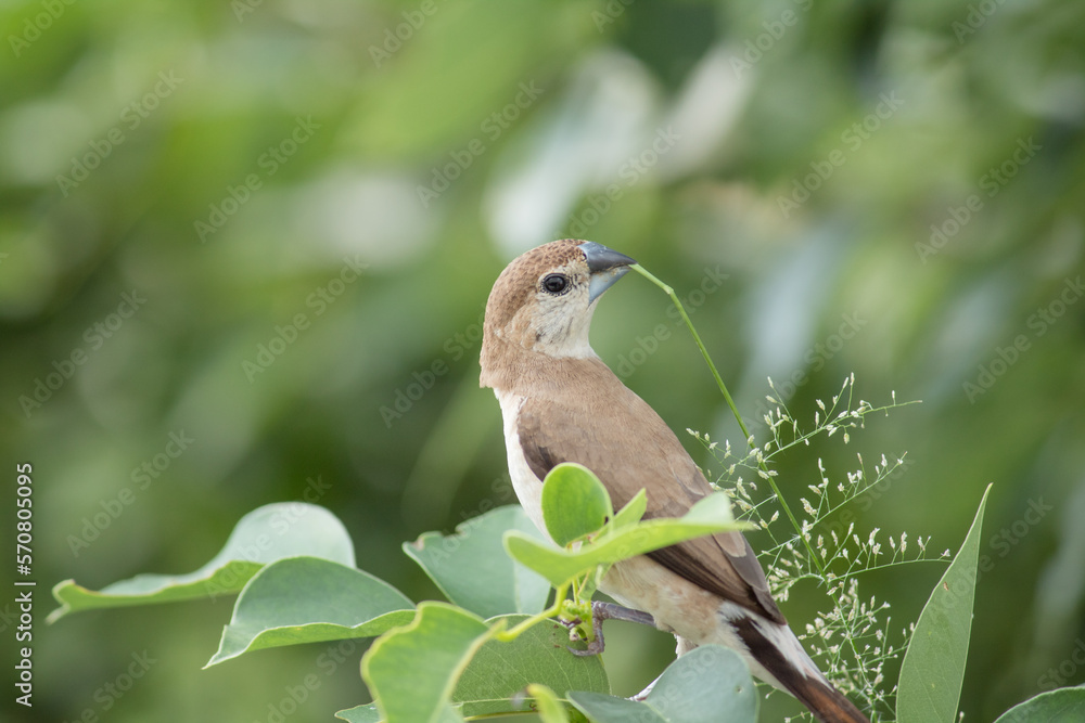 Weaver bird sitting on a branch Weaver bird sitting on a branch