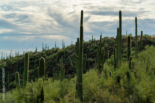Field of cactuses saguaro in late afternoon shade with clouds and blue sky in tuscon arizona sabino nationl park