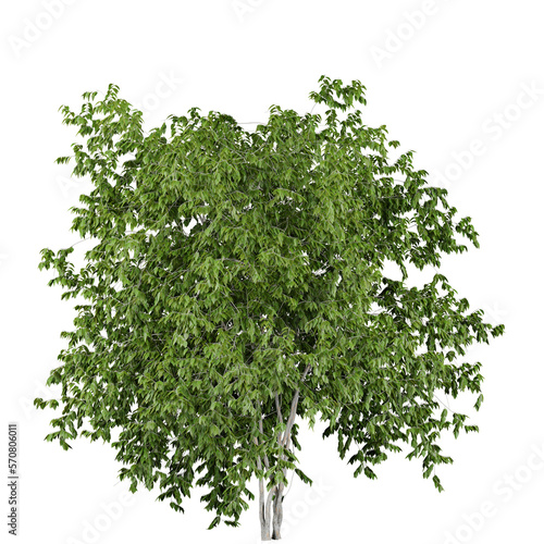 outdoor tree or bush isolated on white or transparent background  photorealistic 3d render