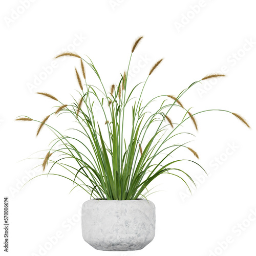 decoration indoor plant in pot  isolated on white or transparent background  photorealistic 3d render