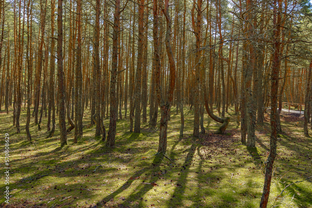 Fototapeta premium Dancing forest is sight of Curonian Spit national park in Kaliningrad region, Russia. Trunks of beautiful old conifer trees, land covered moss and grass. Forest landscape, beauty in nature