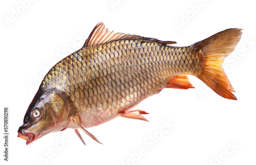 Fish carp on a white background