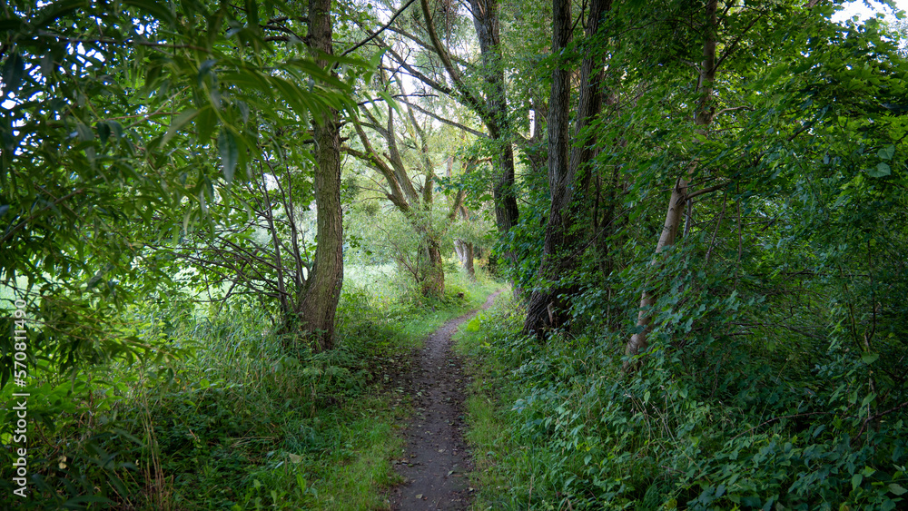 Obraz premium forest path in the morning