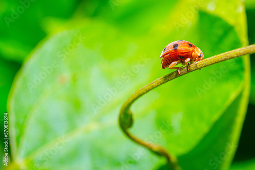 close-up ladybug on a green stem plant © oktavianus