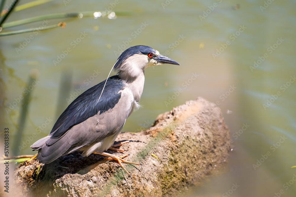 Black-crowned night heron (Nycticorax nycticorax) stands on the shore of a lake. Black-crowned night heron (Nycticorax nycticorax) stands on the shore of a lake.