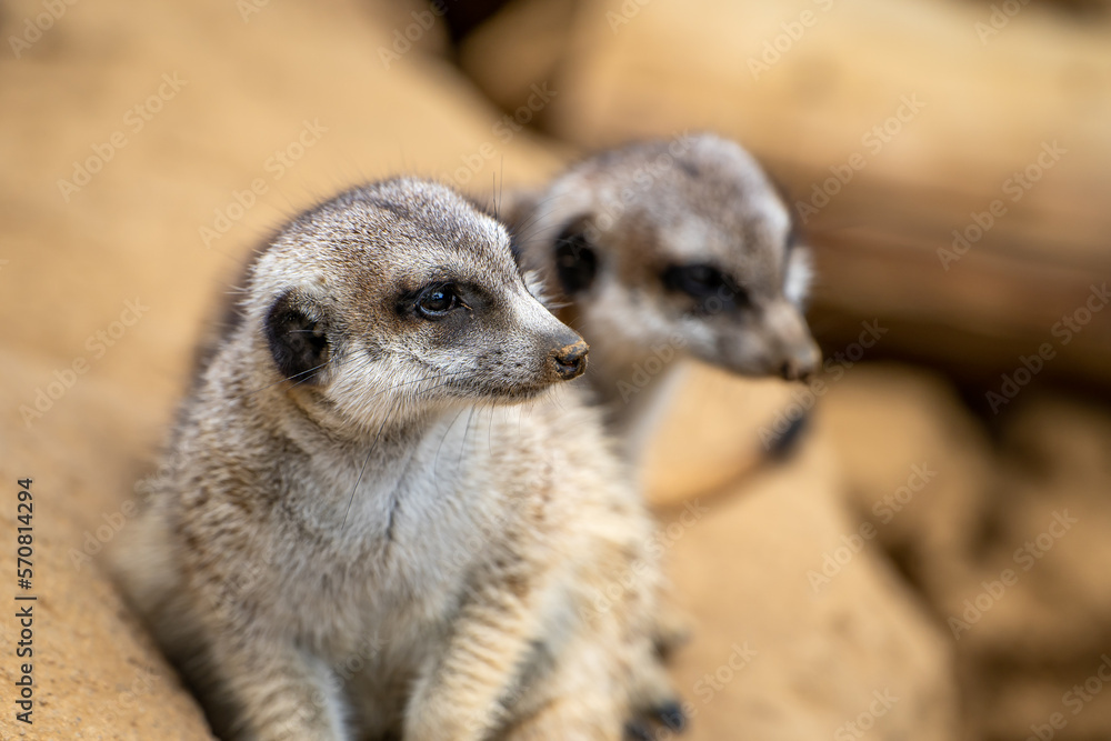 Fototapeta premium Close-up of meerkat (Suricata suricatta) 