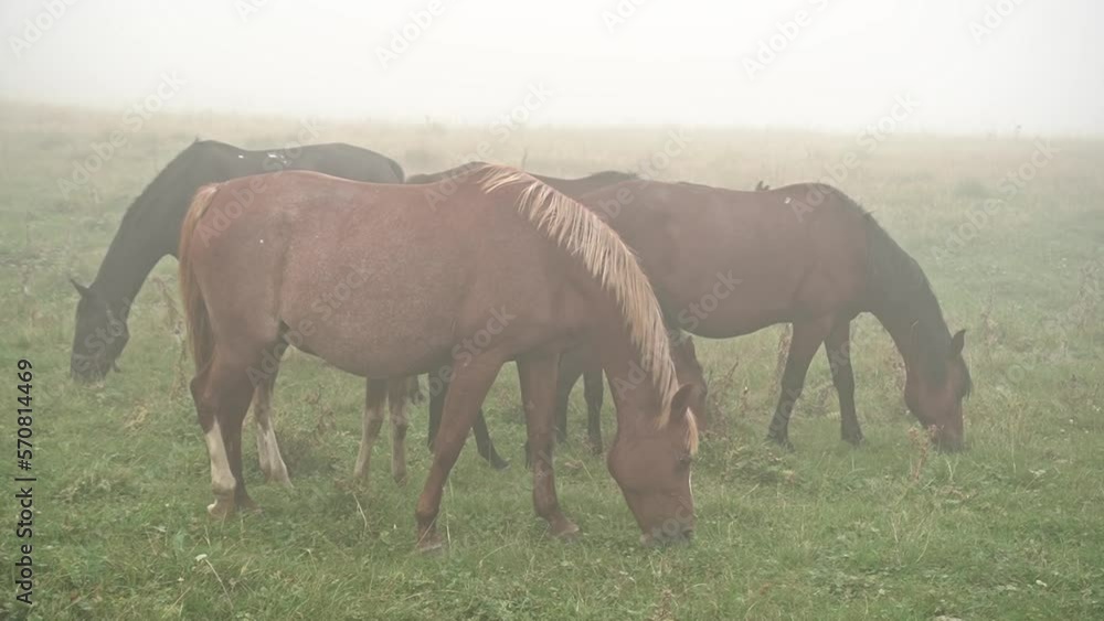 wild mountain horses grazing on a free walk in the mountains. shooting horses in the fog, wild nature. autumn fog, authentic atmosphere. soft focus, selective focus. wild mountain horses grazing on a free walk in the mountains. shooting horses in the fog, wild nature. autumn fog, authentic atmosphere. soft focus, selective focus.