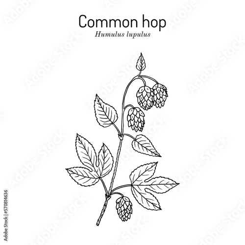 Common hop Humulus lupulus, medicinal plant.