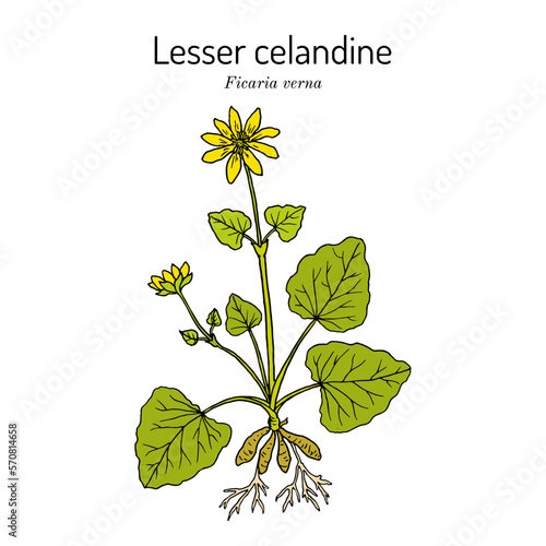 Lesser celandine or pilewort (Ficaria verna), medicinal plant