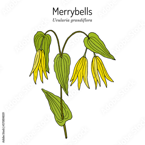 Large-flowered bellwort or merrybells (Uvularia grandiflora), ornamental plant