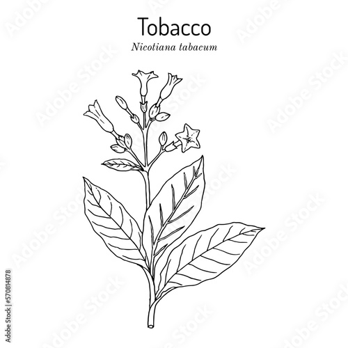 Tobacco plant (Nicotiana tabacum). Botanical hand-drawn illustration