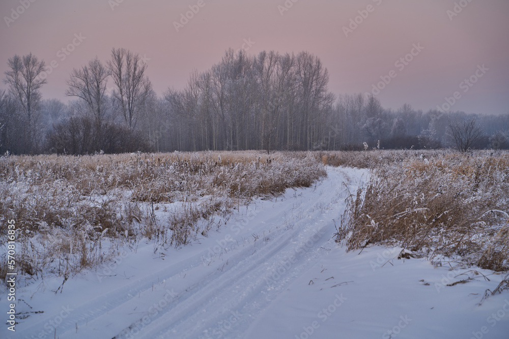 On a frosty sunny day, frost on trees and bushes. On a frosty sunny day, frost on trees and bushes.