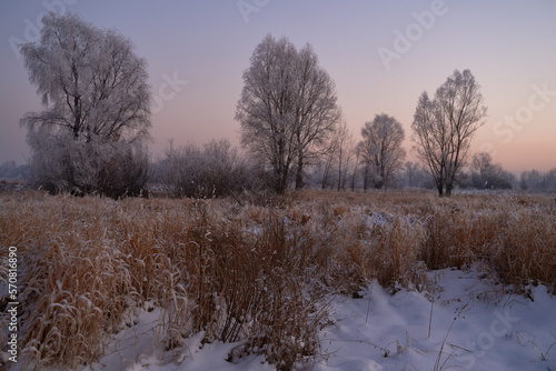 Wallpaper Mural On a frosty sunny day, frost on trees and bushes. Torontodigital.ca