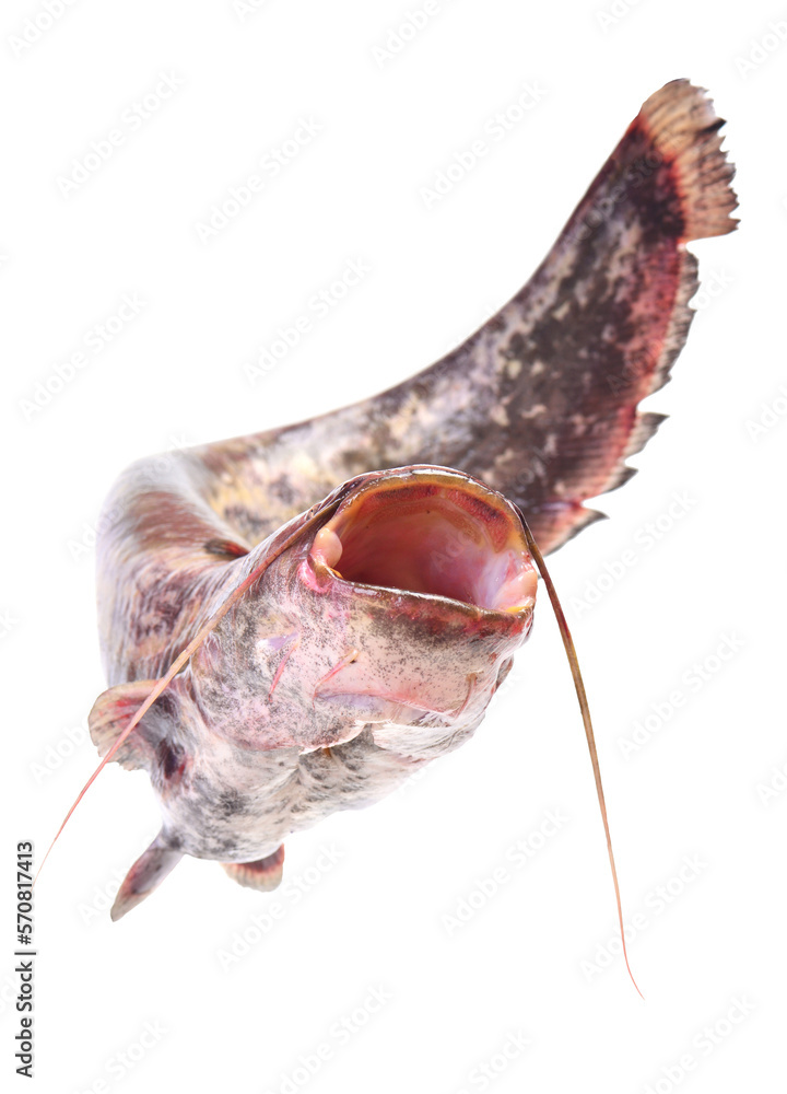 Fototapeta premium Catfish isolated on white background