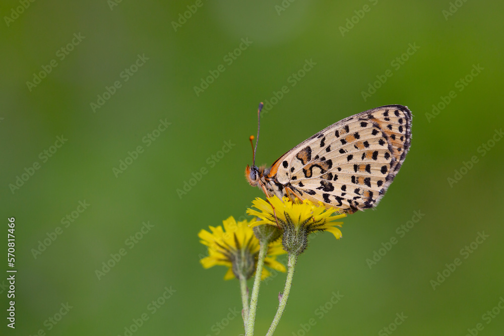 tiny butterfly on yellow flower, Spotted fFitillary, Melitaea didyma tiny butterfly on yellow flower, Spotted fFitillary, Melitaea didyma