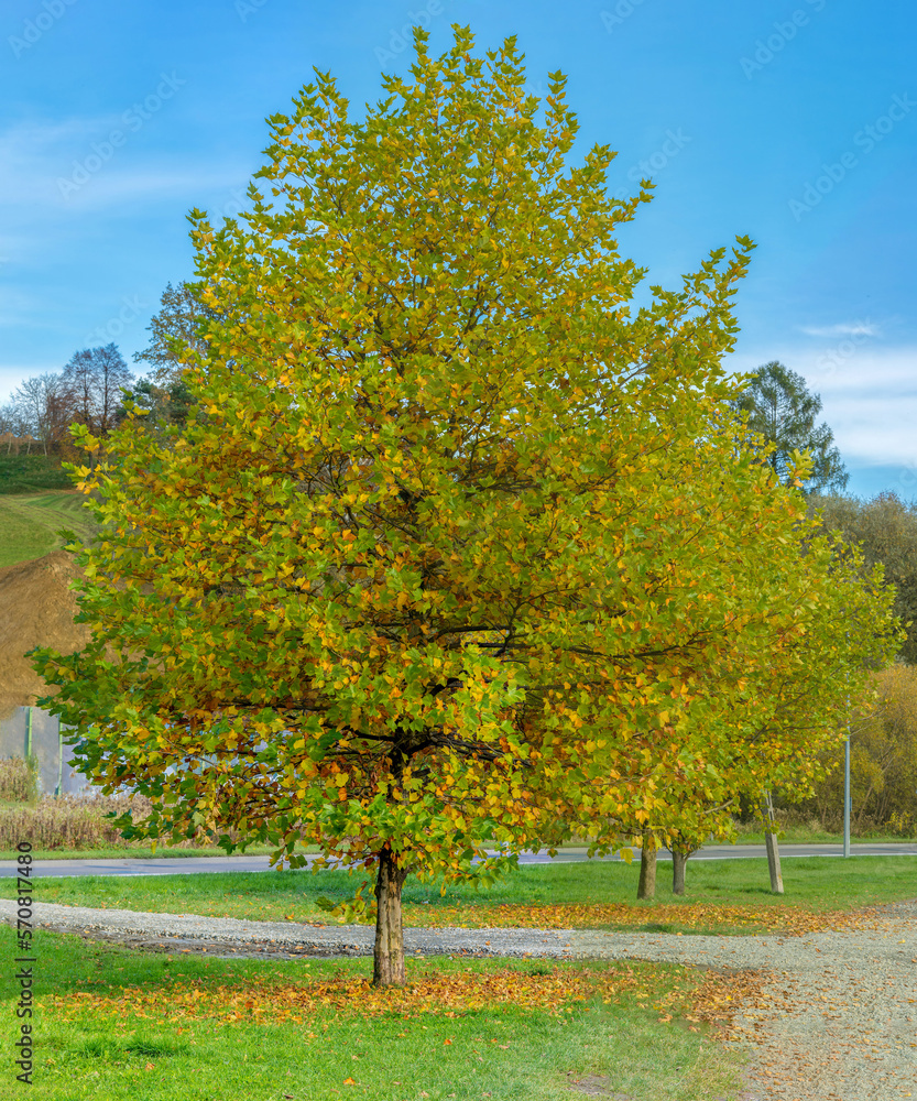 Tree at public park, autumn season colors