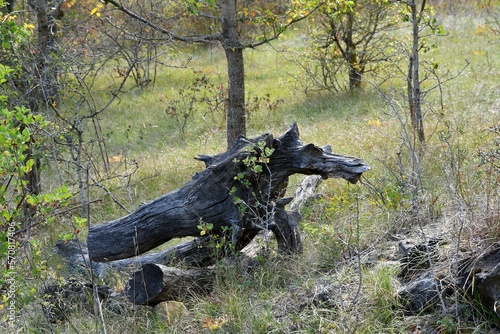 belle souche d'arbre noire en forme de tête de loup au milieu d'un champ planté d'arbres par une journée printanière