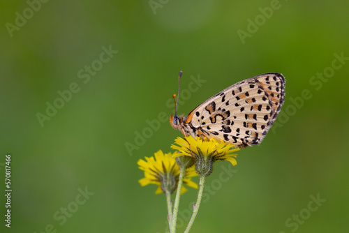 tiny butterfly on yellow flower, Spotted fFitillary, Melitaea didyma