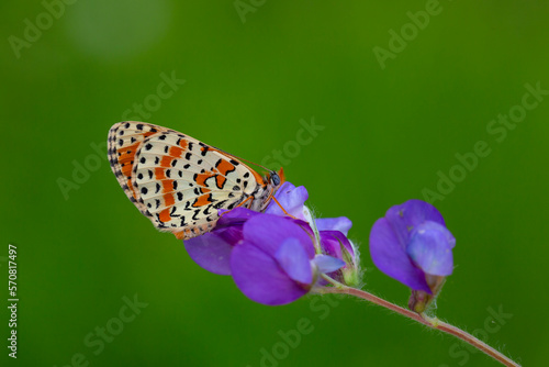 tiny butterfly on purple flower, Spotted fFitillary, Melitaea didyma