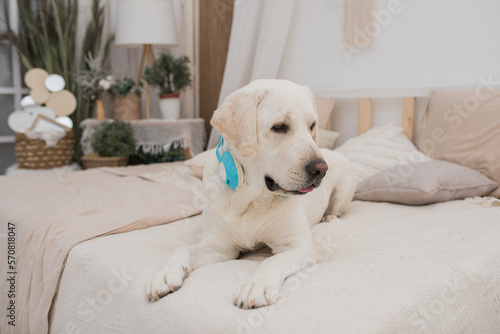 Cute dog lies on the bed and listens to music with headphone