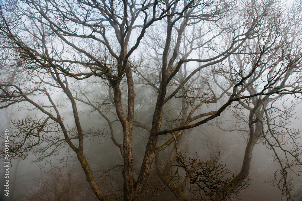 Die verästelte Baumkrone eines laublosen Baums in einem märchenhaften Wald im Herbst-Winter bei nebligem, trübem Wetter Die verästelte Baumkrone eines laublosen Baums in einem märchenhaften Wald im Herbst-Winter bei nebligem, trübem Wetter