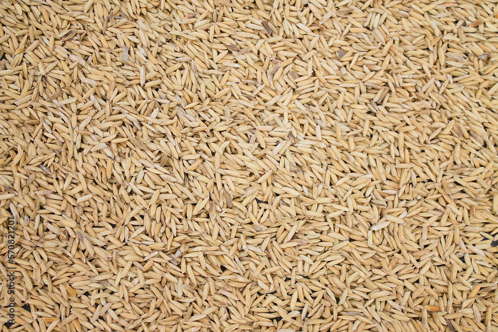 Close up paddy texture seen from the top angle Close up paddy texture seen from the top angle