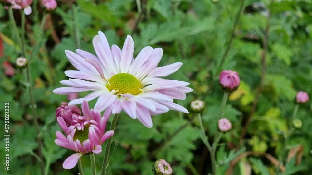 Large blooming chrysanthemum on a green grassy background with buds. Autumn flowers. Large blooming chrysanthemum on a green grassy background with buds. Autumn flowers.
