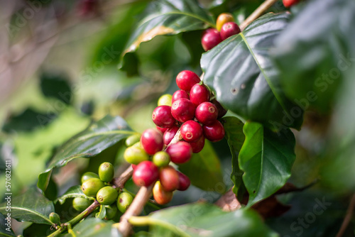 Organic Coffea Arabica , Arabica berries on a branch