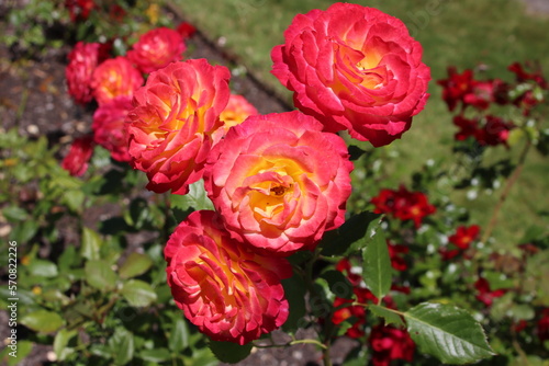 Roses in the Wellington Botanic Gardens  New Zealand.