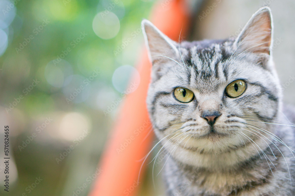 京都 夏の伏見稲荷大社に暮らす可愛らしい野良猫 京都 夏の伏見稲荷大社に暮らす可愛らしい野良猫