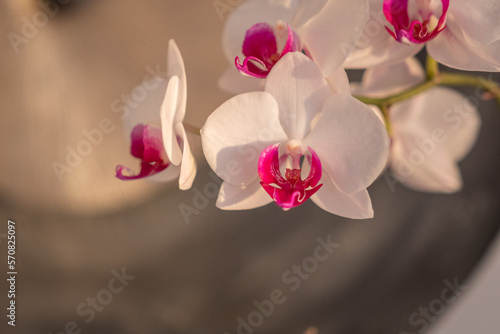 Orchideen in warmem Licht © Tobias