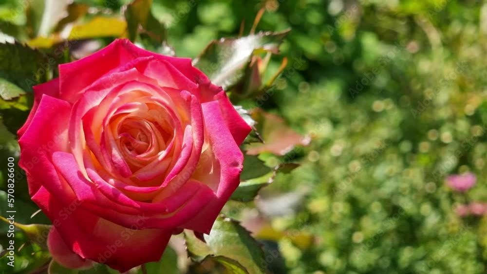 Beautiful red-pink rose in the garden close-up. Flower top view. Bright sunny day. Beautiful red-pink rose in the garden close-up. Flower top view. Bright sunny day.