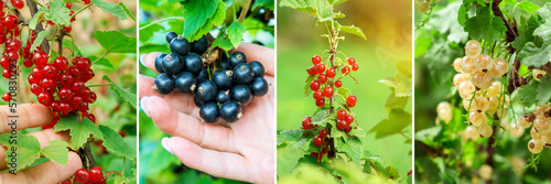Growing currant berries collage, berries collection in garden. Banner format