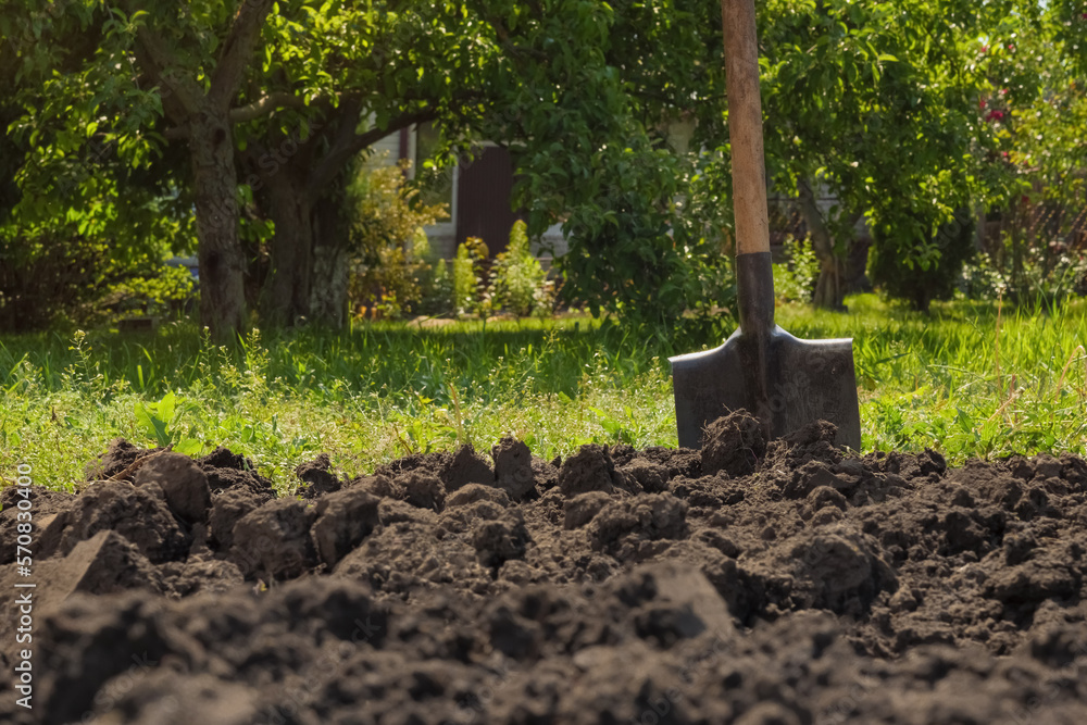 Garden shovel in ground loosen soil preparation. Farming garden