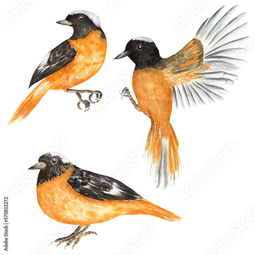Three  redstart birds. Flying and sitting redstart birds for greeting cards, posters, invitations, flyers. Hand-drawn watercolor illustrations for postcards, stickers, posters, textile design. photo