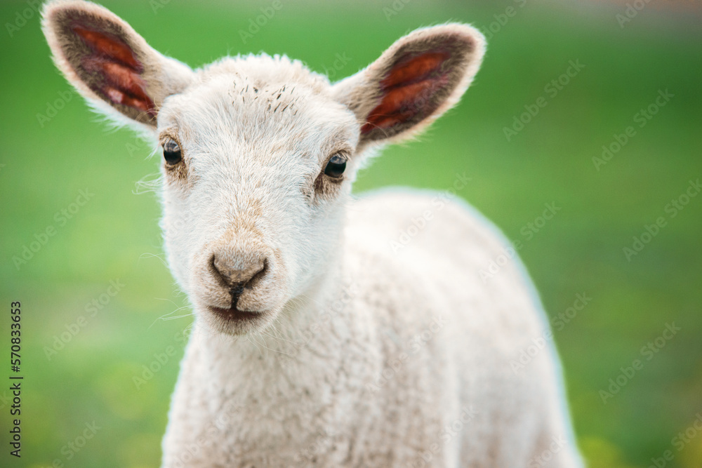 Close up of cute white lamb.