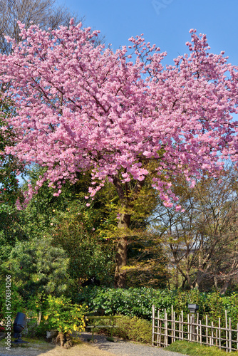 高台寺の桜