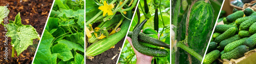 Collage of vegetables cucumber. Healthy eating concept. Gardening, banner background