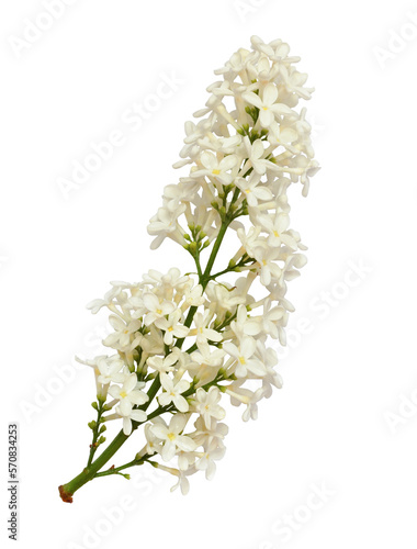 Lilac flowers isolated on white or transparent background