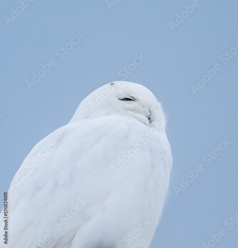 Close up of white male snowy owl against blue sky in Canada. photo