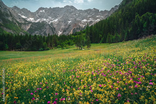 Alpine nature scenery with colorful wildflowers on the green fields