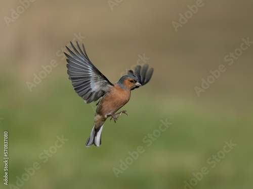 Eurasian Chaffinch male small passerine finch songbird flying in the countryside in the United Kingdom
