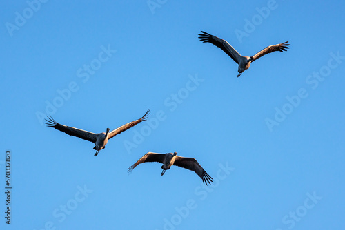 Common crane (Grus grus). Birds in flight.