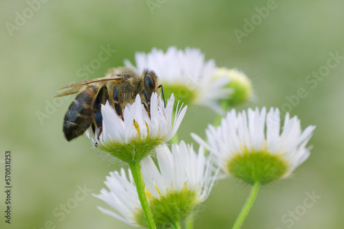 bee on a flower © Евгений Лукашук
