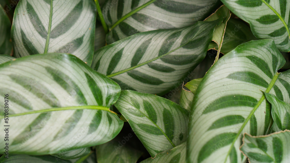 Fresh foliage of Calathea zebrina (The zebra plant) - Green leaf layer nature abstract background Fresh foliage of Calathea zebrina (The zebra plant) - Green leaf layer nature abstract background
