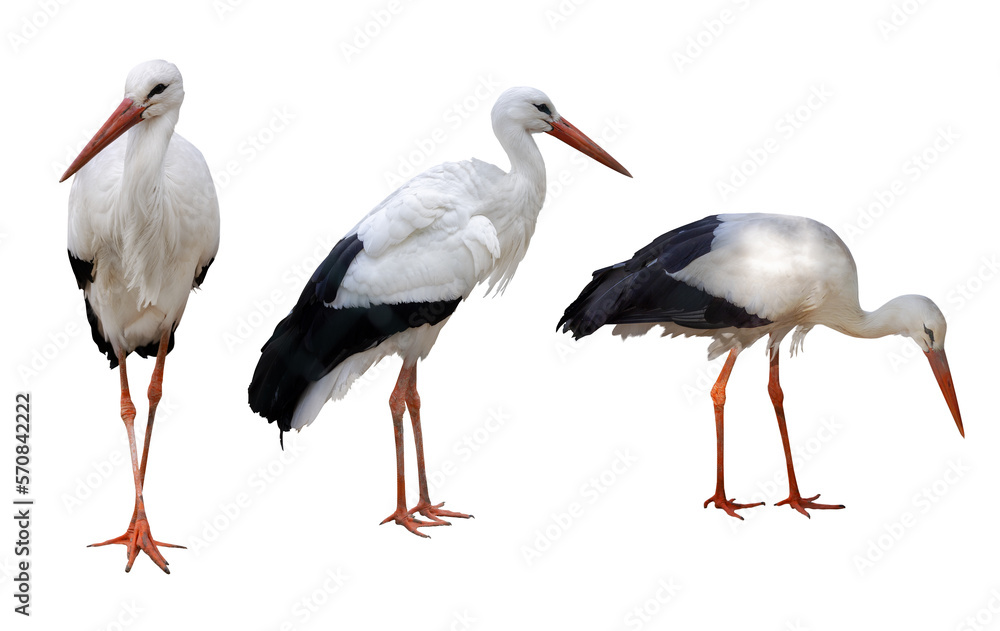 Fototapeta premium isolated on white three large storks
