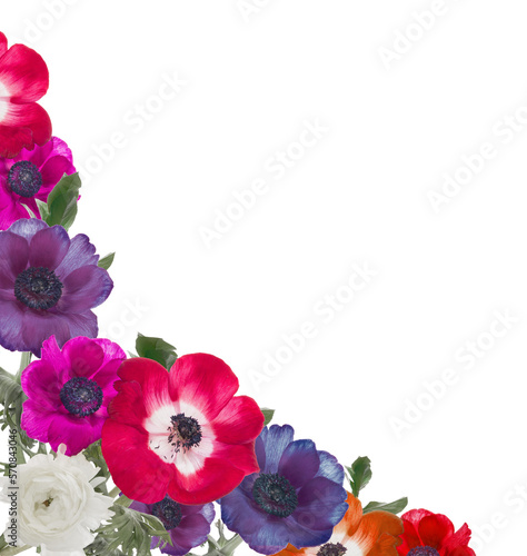 Fotografi Floral angular border with red and purple anemones flowers, isolated